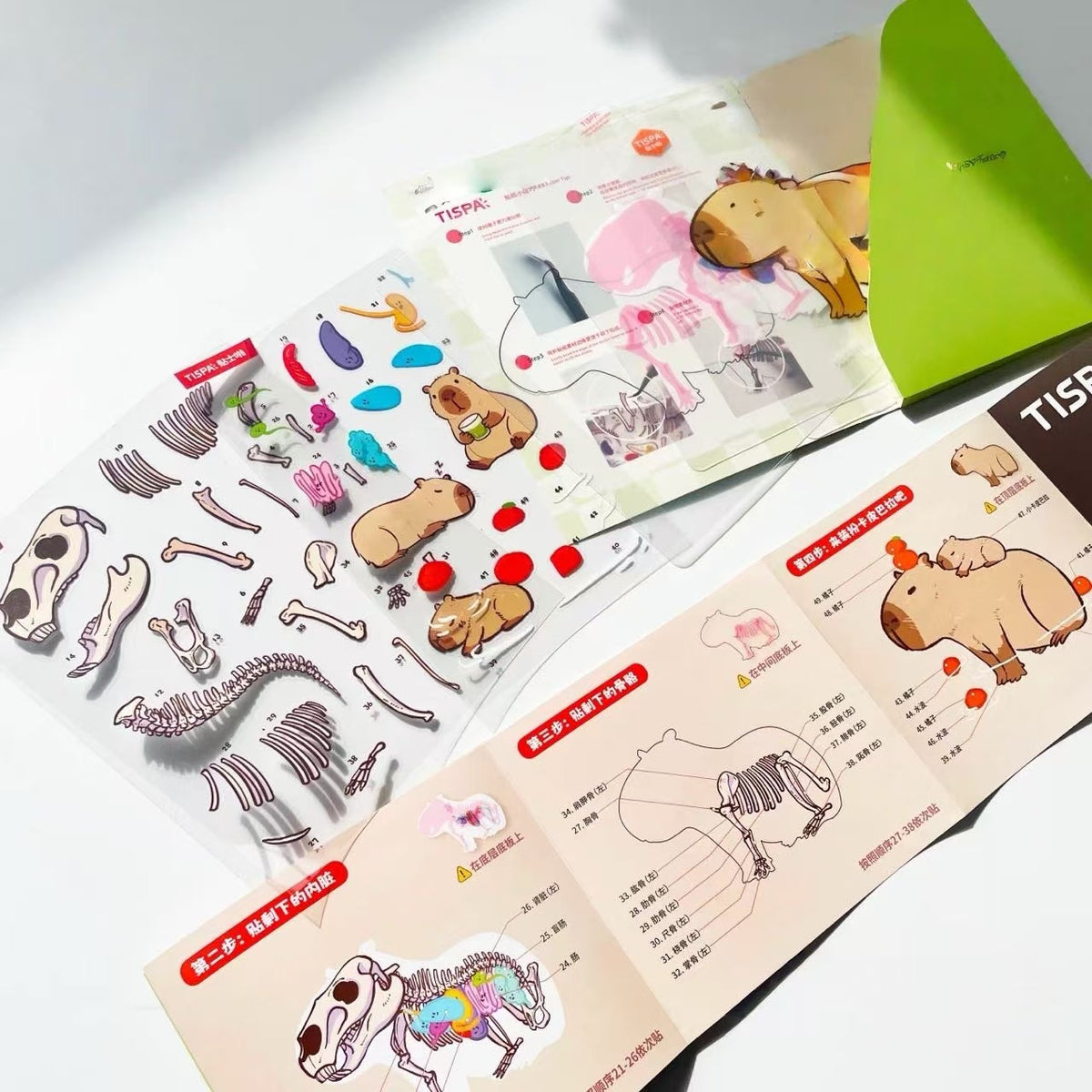 DIY Anatomical Restoration Stickers Rabbit Seal Capybara Panda Corgi